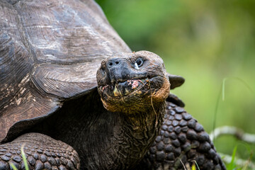 Obraz premium Galapagos tortoises in a tropical forest in natural conditions giant galapagos skull in natural rainforest 