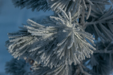 Close-up of snow-covered pine needles