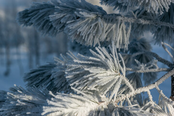 Close-up of snow-covered pine needles