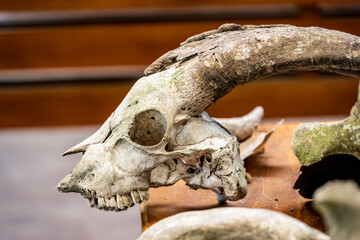 Galapagos tortoises in a tropical forest in natural conditions
giant galapagos skull in natural rainforest 