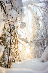Winter bright background with snowy tree branches in the sun. Natural bright background. Winter wonderland 