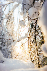 Winter bright background with snowy tree branches in the sun. Natural bright background. Winter wonderland 