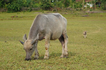 The water buffalo (Bubalus bubalis), also called the Asiatic buffalo, domestic water buffalo or Asian water buffalo, is a large bovid originating in the Indian subcontinent and Southeast Asia. 