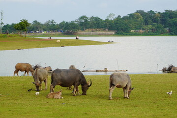 The water buffalo (Bubalus bubalis), also called the Asiatic buffalo, domestic water buffalo or Asian water buffalo, is a large bovid originating in the Indian subcontinent and Southeast Asia.  - Powered by Adobe