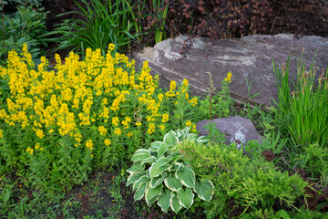 Obraz premium Lush perennial plants on a flower bed in the park. Landscaping.