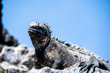 Galapagos marine iguanas bask in the sun on black volcanic rocks 
