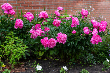 Lush peonies on a flower bed in the park. Landscaping, perennial plants.