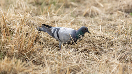pigeon on the grass