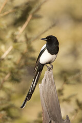 Black-billed Magpie taken in central Colorado