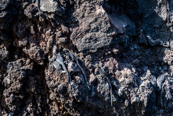 ancient marine iguanas on black volcanic rocks in the galapagos islands 