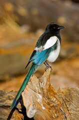 Black-billed Magpie (Pica hudsonia)