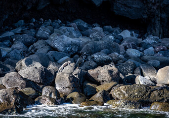 ancient marine iguanas on black volcanic rocks in the galapagos islands 