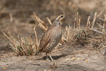 Northern Bobwhite Quail female 