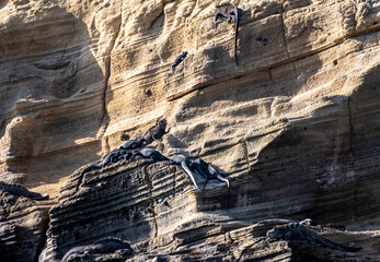 ancient marine iguanas on black volcanic rocks in the galapagos islands 