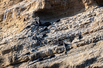 ancient marine iguanas on black volcanic rocks in the galapagos islands 