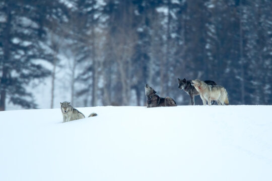 Gray Wolf pack howling in snow taken in Yellowstone NP