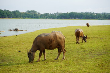 The water buffalo (Bubalus bubalis), also called the Asiatic buffalo, domestic water buffalo or Asian water buffalo, is a large bovid originating in the Indian subcontinent and Southeast Asia. 