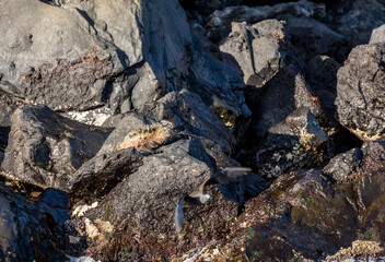 ancient marine iguanas on black volcanic rocks in the galapagos islands 