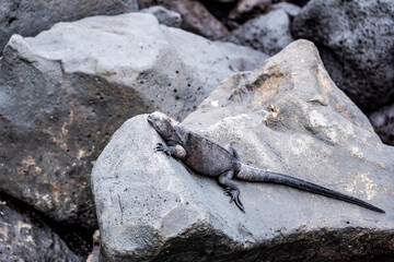 ancient marine iguanas on black volcanic rocks in the galapagos islands 