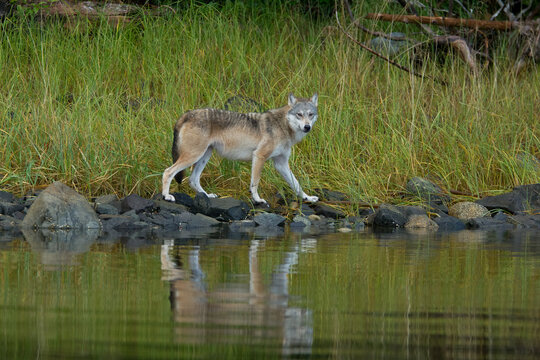 Gray Wolf at waters edge taken in BC Canada