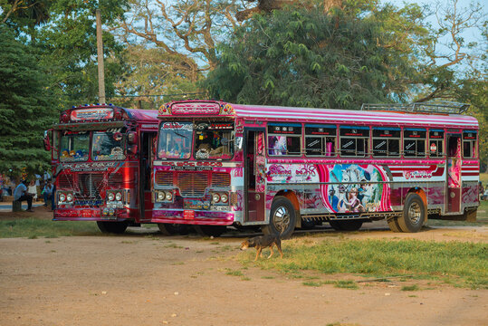 ANURADHAPURA, SRI LANKA - FEBRUARY 04, 2020: Two tourist buses "Lanka Ashok Leyland" on a sunny day