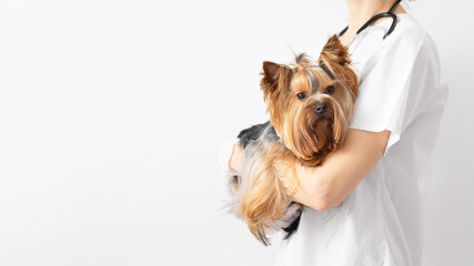 A veterinarian holds a Yorkshire terrier dog in his arms. Veterinary clinic. White background, copy space, banner.