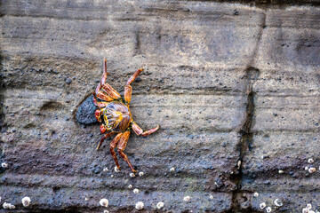 red crabs on black volcanic rocks in the galapagos islands 