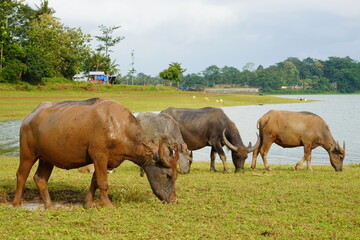 Obraz premium The water buffalo (Bubalus bubalis), also called the Asiatic buffalo, domestic water buffalo or Asian water buffalo, is a large bovid originating in the Indian subcontinent and Southeast Asia. 