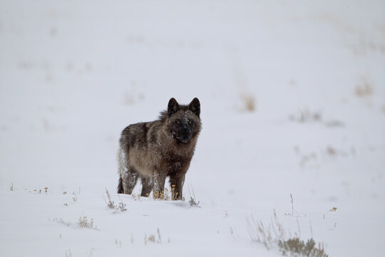 Gray Wolf taken in yellowstone NP