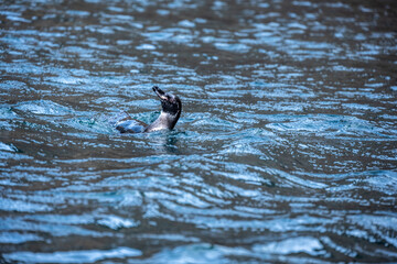 Galapagos penguin in blue water hunting 