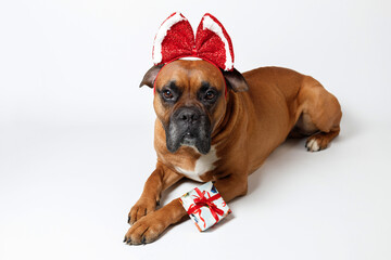 cute German boxer dog with bow and gift on white background