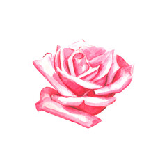 Watercolor pink rose
Natural hand painted design object