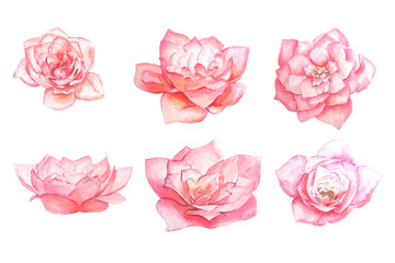 Pink roses watercolor set on a white background for invitation, wedding card, birthday card.