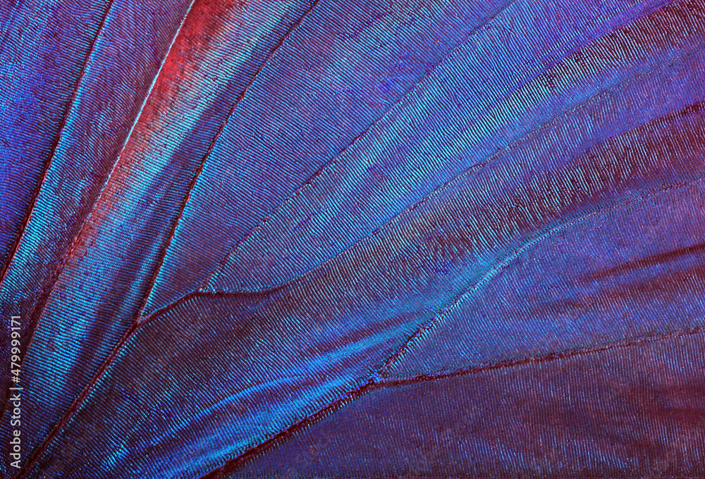 Wall mural butterfly wings texture background. detail of morpho butterfly wings.