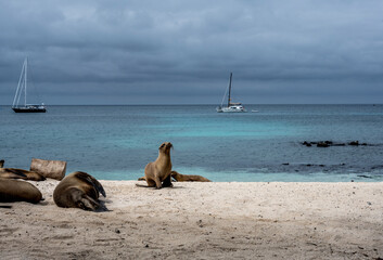 sea ​​lions have taken over the white sand beach on the island for their vacation 