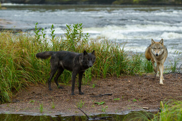 Gray Wolf at rivers edge taken under controlled conditions