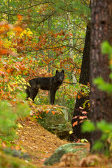 Obraz premium Gray Wolf taken in central MN under controlled conditions