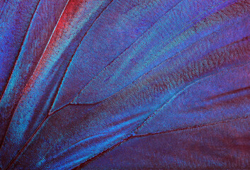 Butterfly wings texture background. Detail of morpho butterfly wings.