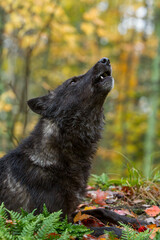 Gray Wolf howling taken in central MN under controlled conditions