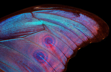 Butterfly wing texture background. Detail of morpho butterfly wings.