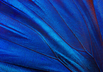 Butterfly wing texture background. Detail of morpho butterfly wings.