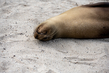 sea ​​lions have taken over the white sand beach on the island for their vacation 