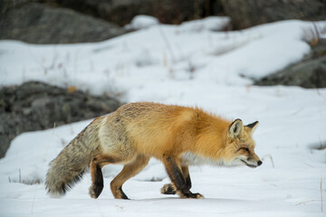 Red Fox in winter, taken in Yellowstone NP