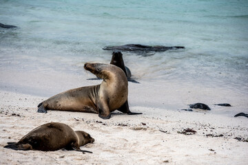 sea ​​lions have taken over the white sand beach on the island for their vacation 
