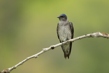 Purple Martin female taken in central MN