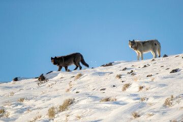 Naklejka premium Gray Wolf walking up ridge taken in Yellowstone NP