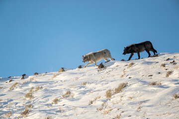 Gray Wolf walking up ridge taken in Yellowstone NP