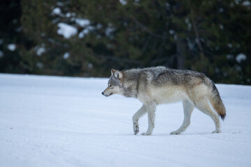 Obraz premium Gray Wolf taken in Yellowstone National Park