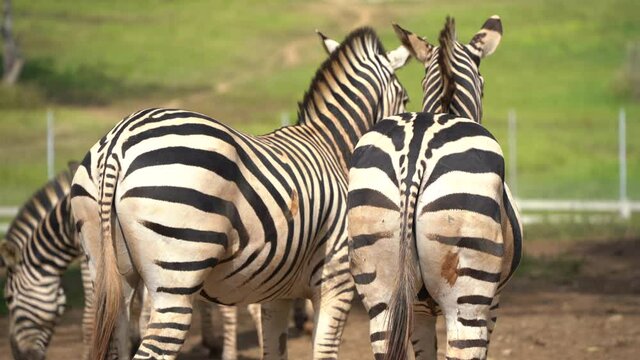 africa zebra black and white at the zoo. Close up head zebra in zoo