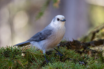 Gray Jay taken in Yellowstone NP